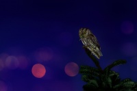 Vyrecek maly - Otus scops - European Scops-Owl 8759